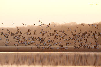 Grues cendrÈes<br>NIKON D700, 500 mm, 5600 ISO,  1/250 sec,  f : 8 